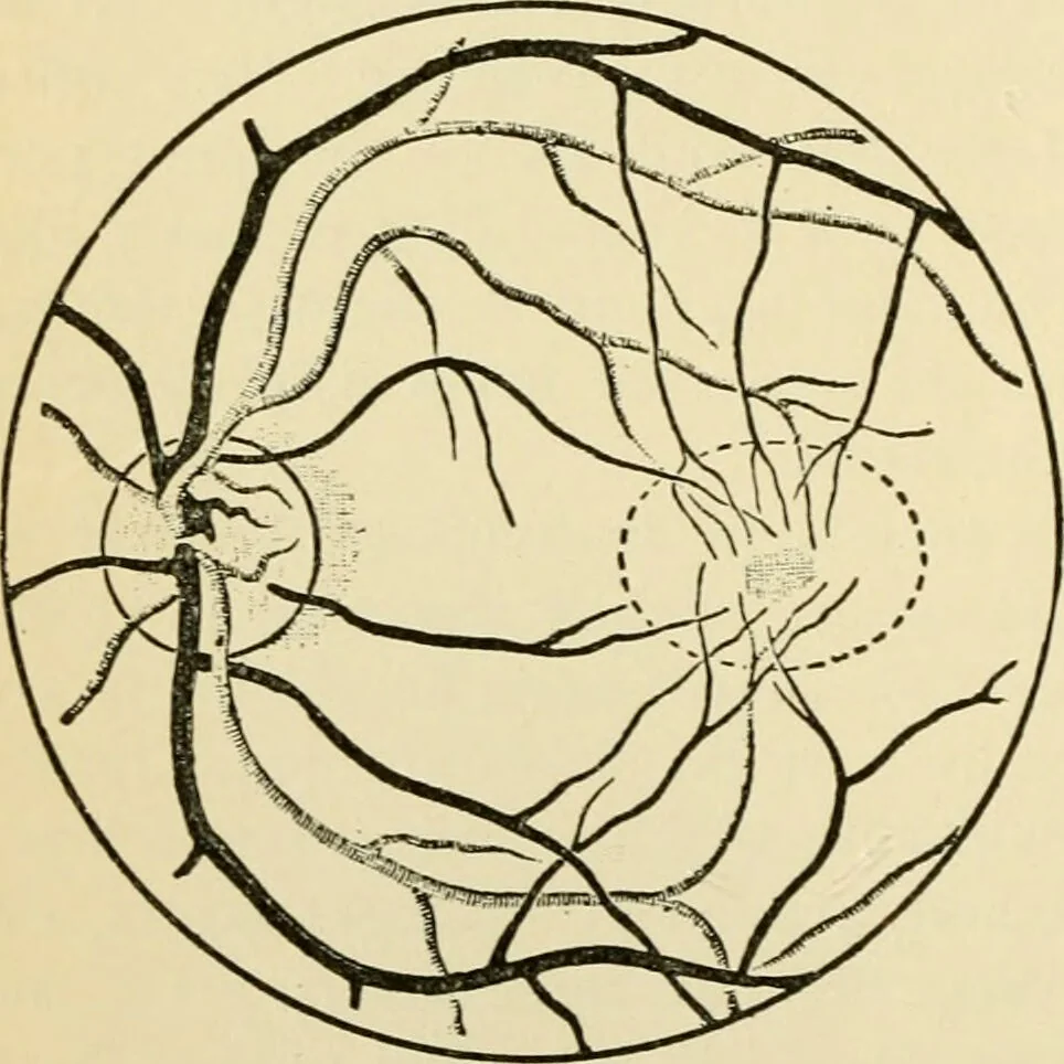 An illustration from Handbook of physiology : for students and practitioners of medicine / by Austin Flint ... with two hundred and forty-seven illustrations in the text--including four in colors--and an atlas of sixteen color-plates, including forty-eight original figures taken from actual stained microscopical preparation., 1905, leaf 698