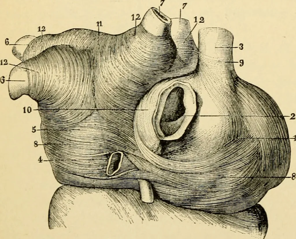 An illustration from Handbook of physiology : for students and practitioners of medicine / by Austin Flint ... with two hundred and forty-seven illustrations in the text--including four in colors--and an atlas of sixteen color-plates, including forty-eight original figures taken from actual stained microscopical preparation., 1905, leaf 70