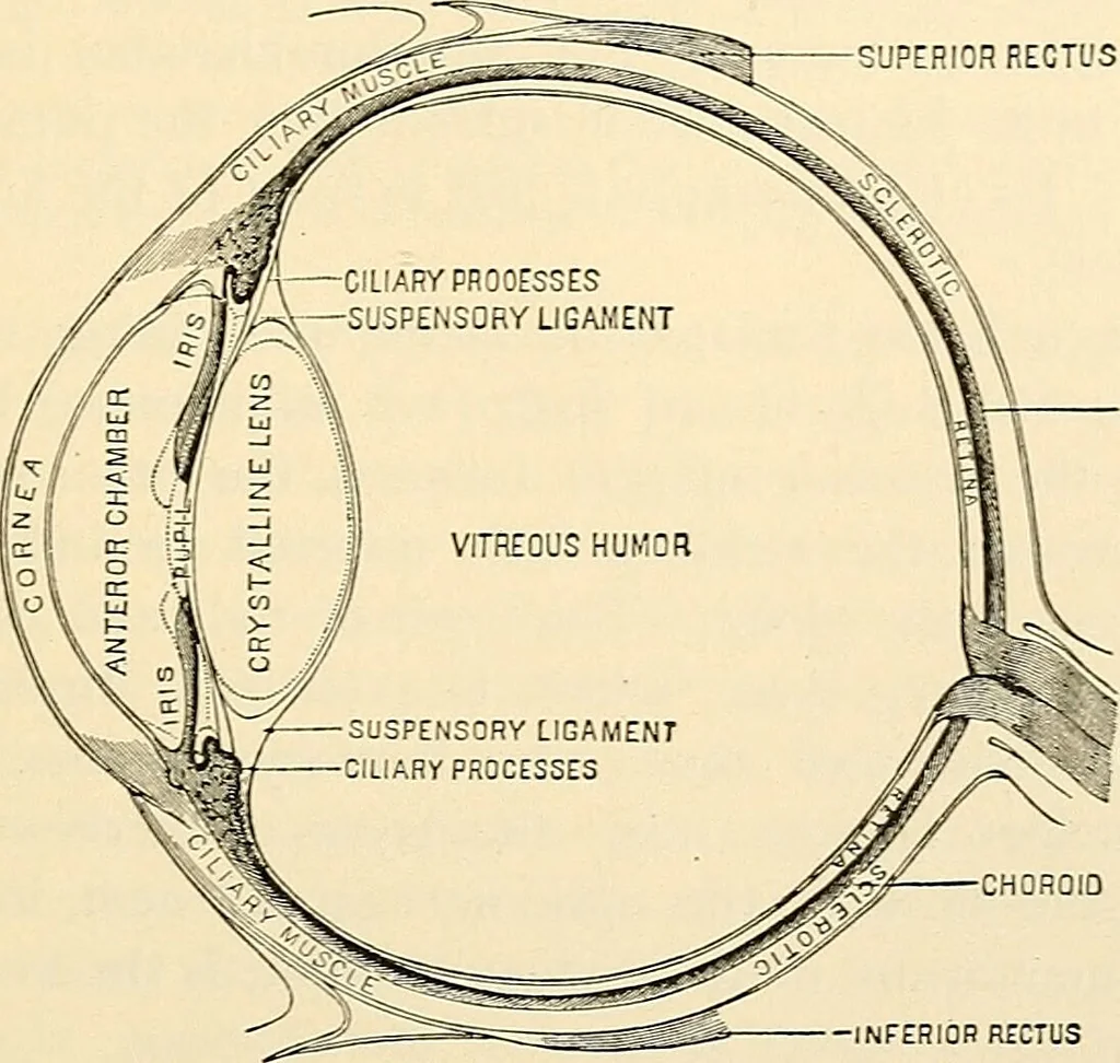 An illustration from Handbook of physiology : for students and practitioners of medicine / by Austin Flint ... with two hundred and forty-seven illustrations in the text--including four in colors--and an atlas of sixteen color-plates, including forty-eight original figures taken from actual stained microscopical preparation., 1905, leaf 703