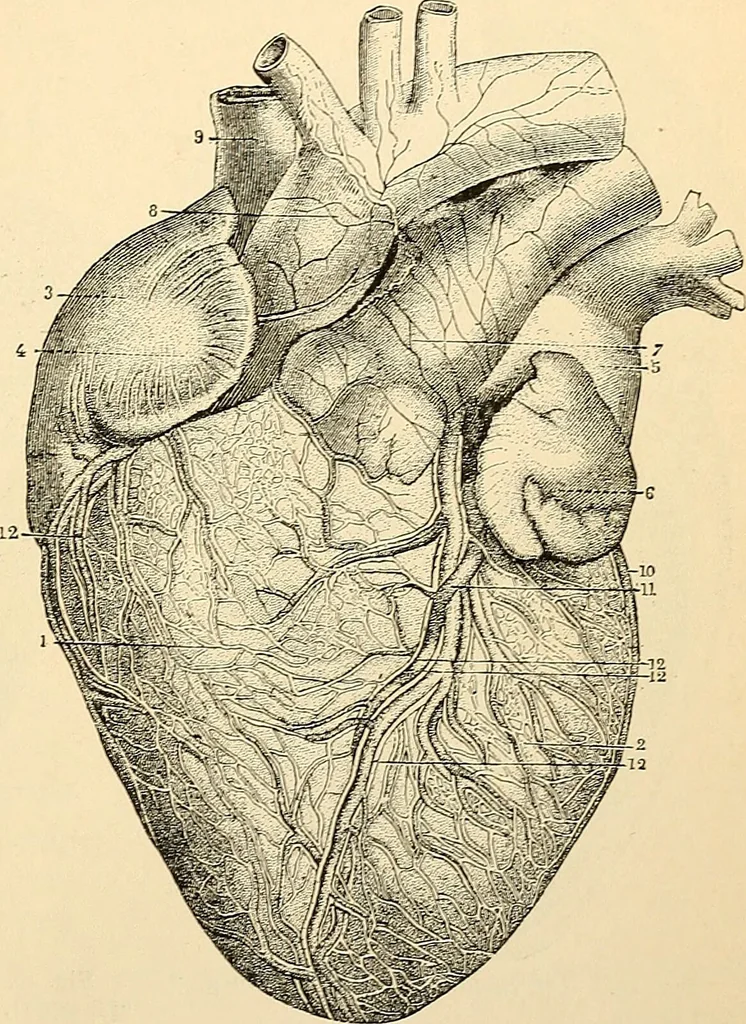 An illustration from Handbook of physiology : for students and practitioners of medicine / by Austin Flint ... with two hundred and forty-seven illustrations in the text--including four in colors--and an atlas of sixteen color-plates, including forty-eight original figures taken from actual stained microscopical preparation., 1905, leaf 71