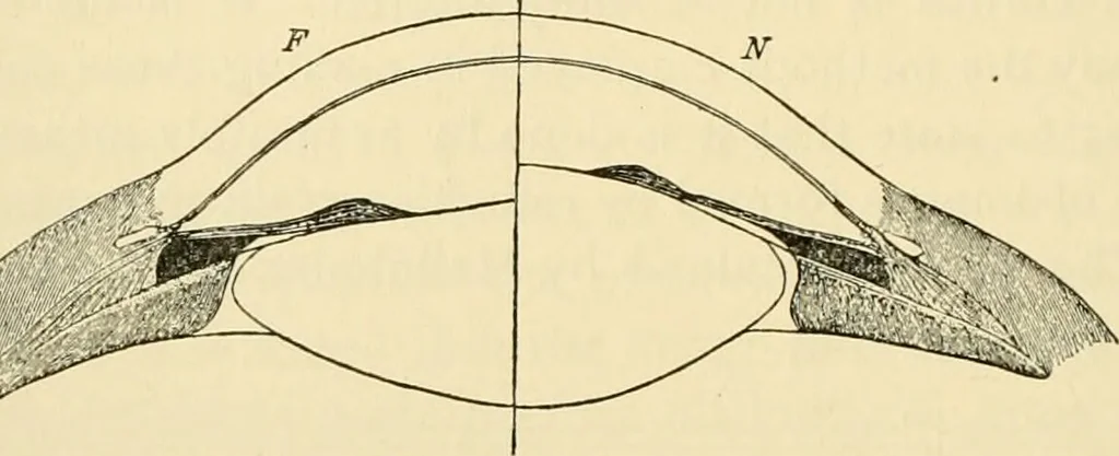 An illustration from Handbook of physiology : for students and practitioners of medicine / by Austin Flint ... with two hundred and forty-seven illustrations in the text--including four in colors--and an atlas of sixteen color-plates, including forty-eight original figures taken from actual stained microscopical preparation., 1905, leaf 726