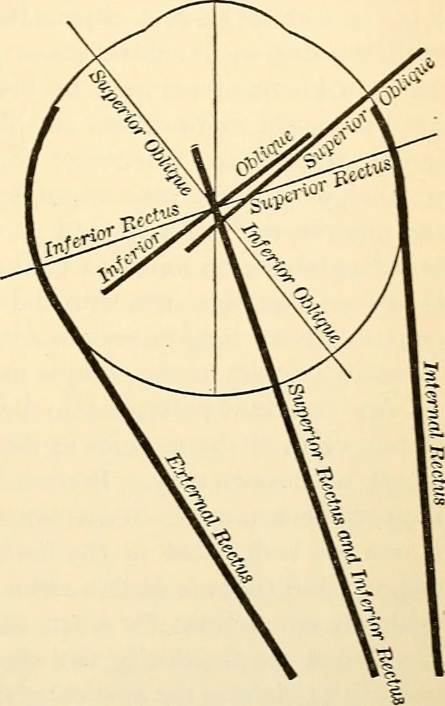 An illustration from Handbook of physiology : for students and practitioners of medicine / by Austin Flint ... with two hundred and forty-seven illustrations in the text--including four in colors--and an atlas of sixteen color-plates, including forty-eight original figures taken from actual stained microscopical preparation., 1905, leaf 739