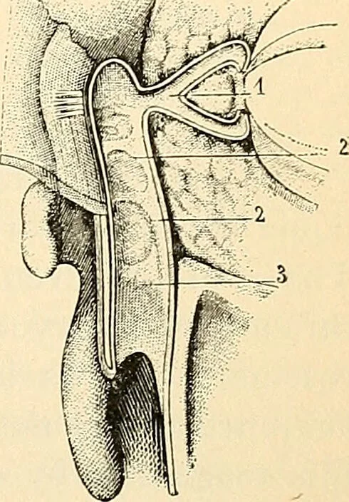 An illustration from Handbook of physiology : for students and practitioners of medicine / by Austin Flint ... with two hundred and forty-seven illustrations in the text--including four in colors--and an atlas of sixteen color-plates, including forty-eight original figures taken from actual stained microscopical preparation., 1905, leaf 747