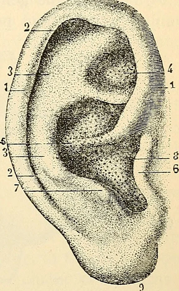 An illustration from Handbook of physiology : for students and practitioners of medicine / by Austin Flint ... with two hundred and forty-seven illustrations in the text--including four in colors--and an atlas of sixteen color-plates, including forty-eight original figures taken from actual stained microscopical preparation., 1905, leaf 751