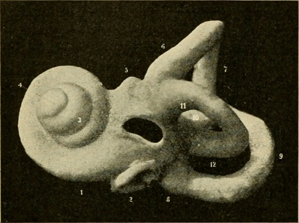 An illustration from Handbook of physiology : for students and practitioners of medicine / by Austin Flint ... with two hundred and forty-seven illustrations in the text--including four in colors--and an atlas of sixteen color-plates, including forty-eight original figures taken from actual stained microscopical preparation., 1905, leaf 758