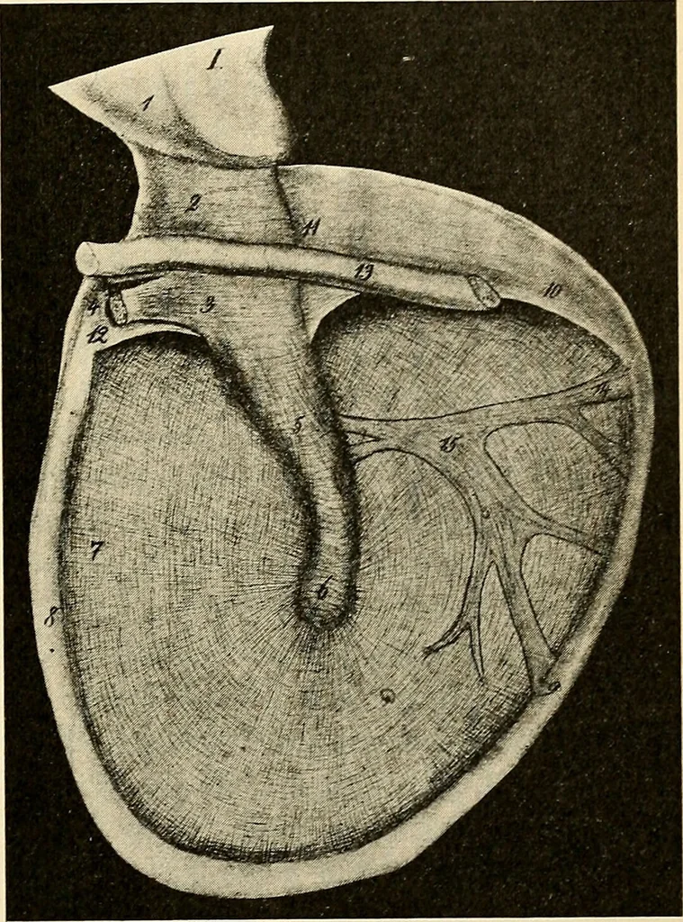 An illustration from Handbook of physiology : for students and practitioners of medicine / by Austin Flint ... with two hundred and forty-seven illustrations in the text--including four in colors--and an atlas of sixteen color-plates, including forty-eight original figures taken from actual stained microscopical preparation., 1905, leaf 773