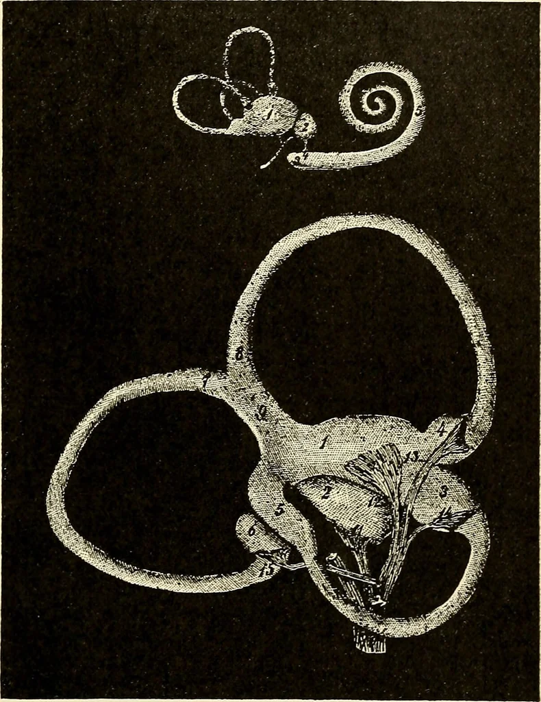 An illustration from Handbook of physiology : for students and practitioners of medicine / by Austin Flint ... with two hundred and forty-seven illustrations in the text--including four in colors--and an atlas of sixteen color-plates, including forty-eight original figures taken from actual stained microscopical preparation., 1905, leaf 781