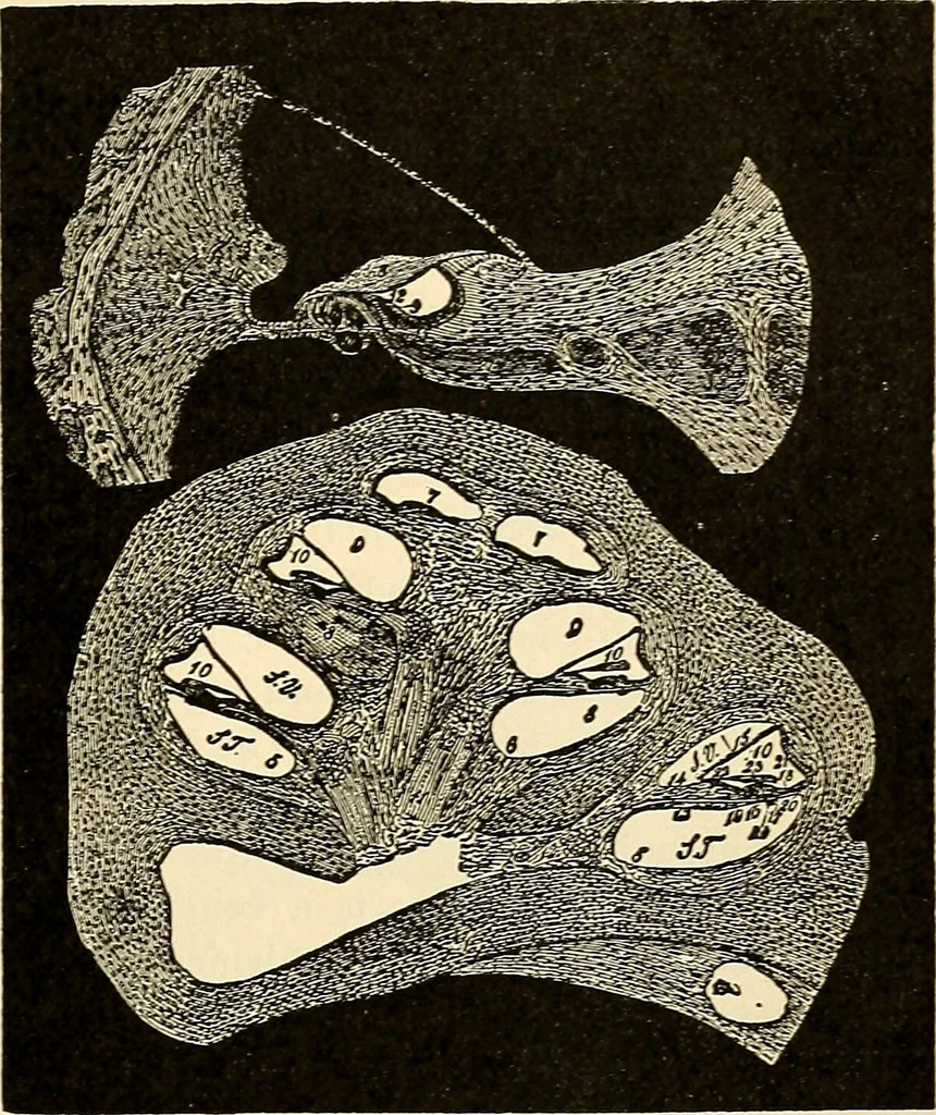An illustration from Handbook of physiology : for students and practitioners of medicine / by Austin Flint ... with two hundred and forty-seven illustrations in the text--including four in colors--and an atlas of sixteen color-plates, including forty-eight original figures taken from actual stained microscopical preparation., 1905, leaf 783
