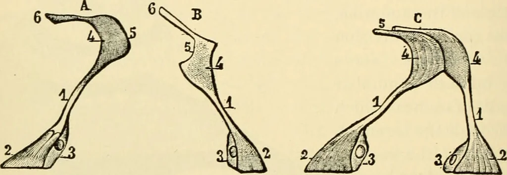 An illustration from Handbook of physiology : for students and practitioners of medicine / by Austin Flint ... with two hundred and forty-seven illustrations in the text--including four in colors--and an atlas of sixteen color-plates, including forty-eight original figures taken from actual stained microscopical preparation., 1905, leaf 786