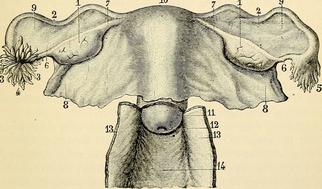 An illustration from Handbook of physiology : for students and practitioners of medicine / by Austin Flint ... with two hundred and forty-seven illustrations in the text--including four in colors--and an atlas of sixteen color-plates, including forty-eight original figures taken from actual stained microscopical preparation., 1905, leaf 793
