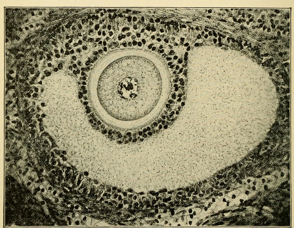 An illustration from Handbook of physiology : for students and practitioners of medicine / by Austin Flint ... with two hundred and forty-seven illustrations in the text--including four in colors--and an atlas of sixteen color-plates, including forty-eight original figures taken from actual stained microscopical preparation., 1905, leaf 796
