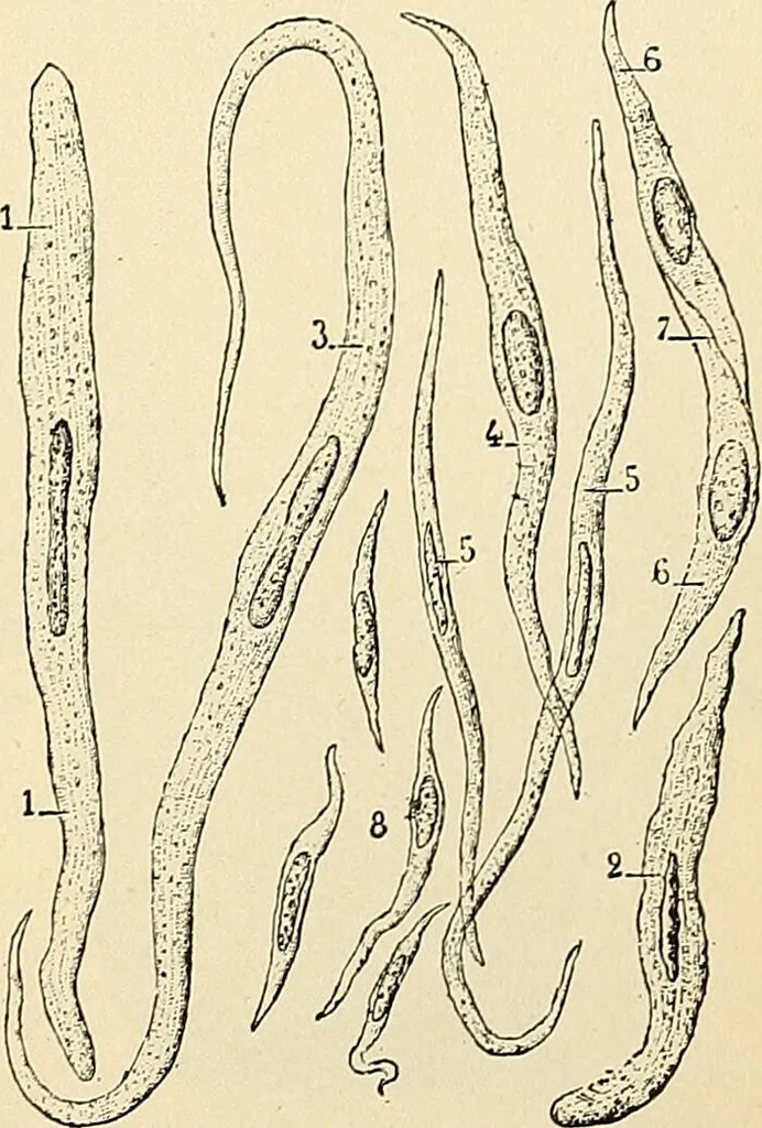An illustration from Handbook of physiology : for students and practitioners of medicine / by Austin Flint ... with two hundred and forty-seven illustrations in the text--including four in colors--and an atlas of sixteen color-plates, including forty-eight original figures taken from actual stained microscopical preparation., 1905, leaf 799