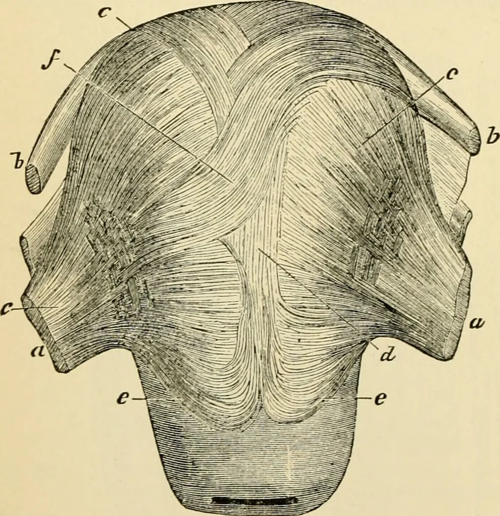 An illustration from Handbook of physiology : for students and practitioners of medicine / by Austin Flint ... with two hundred and forty-seven illustrations in the text--including four in colors--and an atlas of sixteen color-plates, including forty-eight original figures taken from actual stained microscopical preparation., 1905, leaf 800