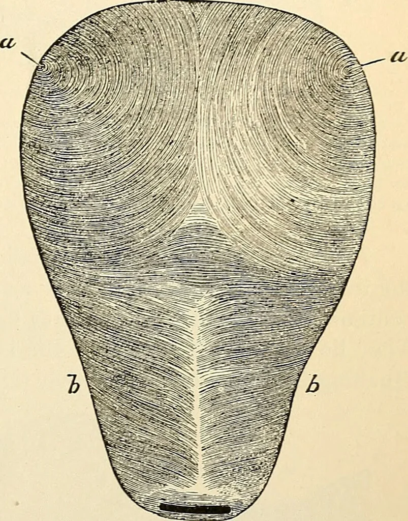 An illustration from Handbook of physiology : for students and practitioners of medicine / by Austin Flint ... with two hundred and forty-seven illustrations in the text--including four in colors--and an atlas of sixteen color-plates, including forty-eight original figures taken from actual stained microscopical preparation., 1905, leaf 801