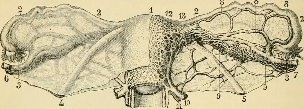 An illustration from Handbook of physiology : for students and practitioners of medicine / by Austin Flint ... with two hundred and forty-seven illustrations in the text--including four in colors--and an atlas of sixteen color-plates, including forty-eight original figures taken from actual stained microscopical preparation., 1905, leaf 802