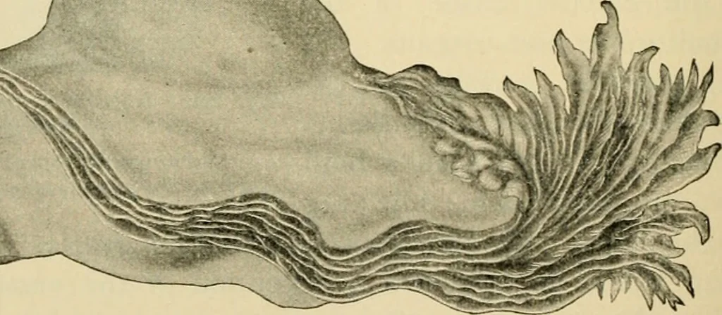An illustration from Handbook of physiology : for students and practitioners of medicine / by Austin Flint ... with two hundred and forty-seven illustrations in the text--including four in colors--and an atlas of sixteen color-plates, including forty-eight original figures taken from actual stained microscopical preparation., 1905, leaf 802