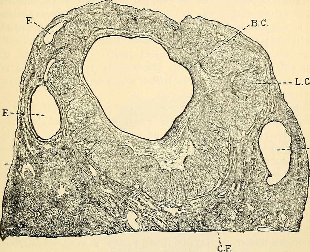 An illustration from Handbook of physiology : for students and practitioners of medicine / by Austin Flint ... with two hundred and forty-seven illustrations in the text--including four in colors--and an atlas of sixteen color-plates, including forty-eight original figures taken from actual stained microscopical preparation., 1905, leaf 813