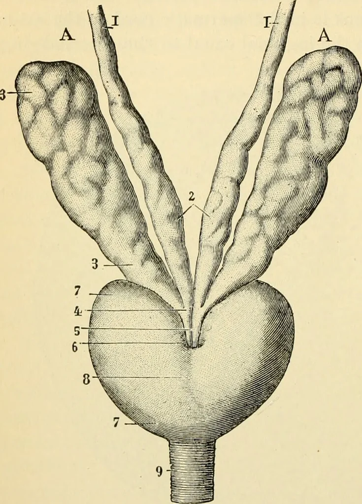 An illustration from Handbook of physiology : for students and practitioners of medicine / by Austin Flint ... with two hundred and forty-seven illustrations in the text--including four in colors--and an atlas of sixteen color-plates, including forty-eight original figures taken from actual stained microscopical preparation., 1905, leaf 818