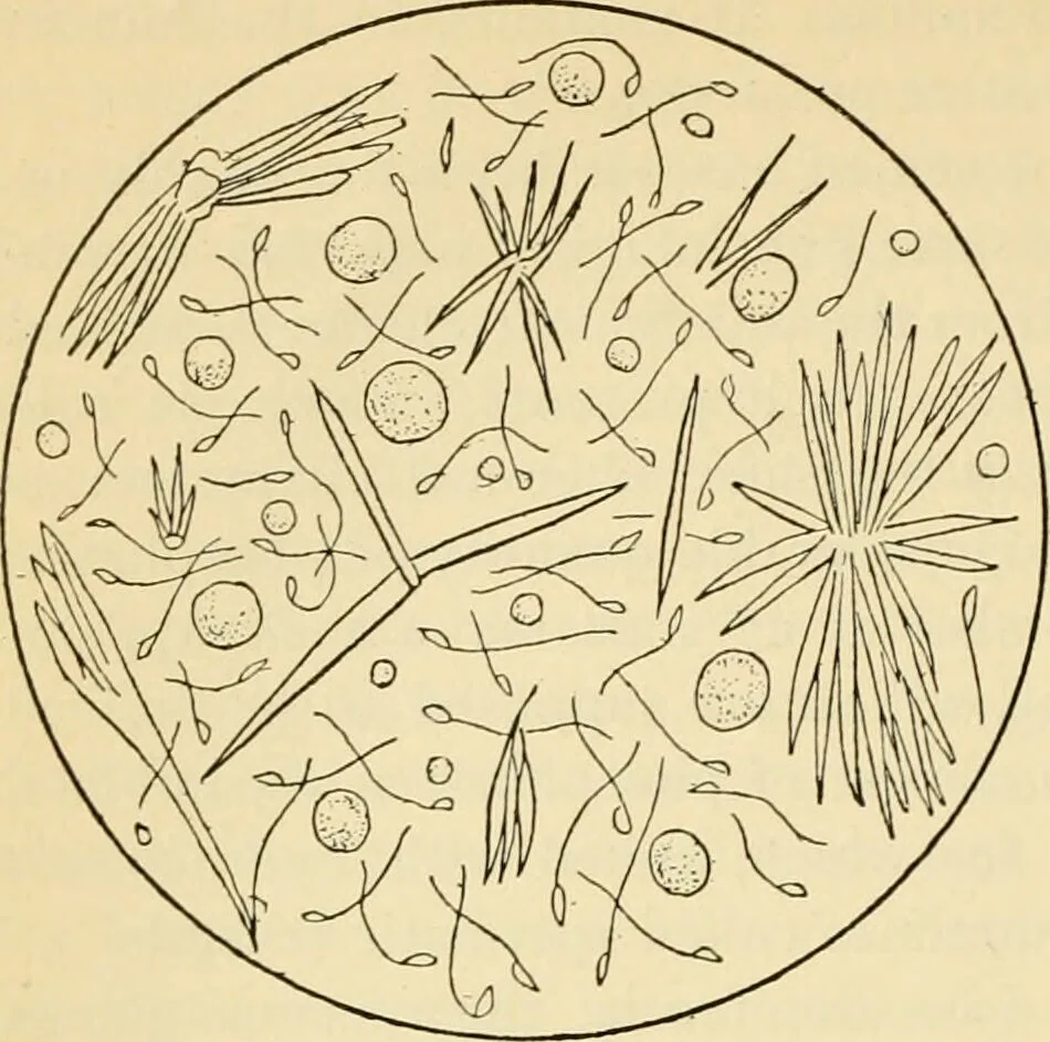 An illustration from Handbook of physiology : for students and practitioners of medicine / by Austin Flint ... with two hundred and forty-seven illustrations in the text--including four in colors--and an atlas of sixteen color-plates, including forty-eight original figures taken from actual stained microscopical preparation., 1905, leaf 822