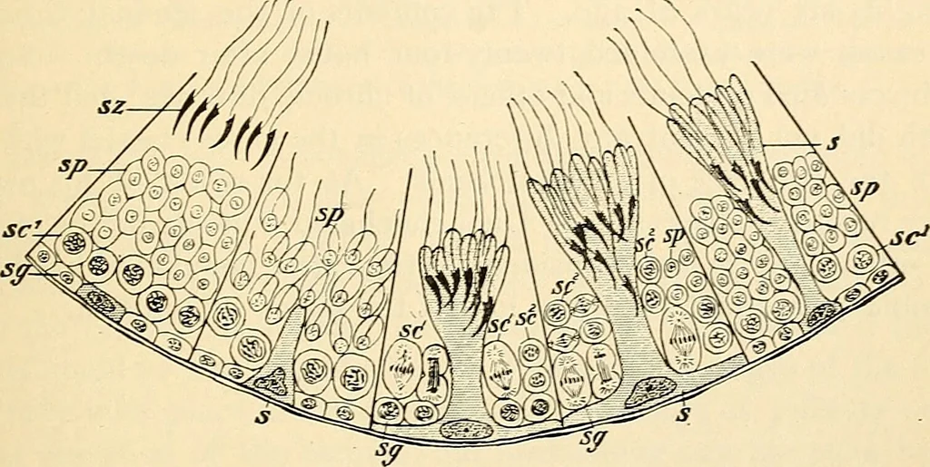 An illustration from Handbook of physiology : for students and practitioners of medicine / by Austin Flint ... with two hundred and forty-seven illustrations in the text--including four in colors--and an atlas of sixteen color-plates, including forty-eight original figures taken from actual stained microscopical preparation., 1905, leaf 823