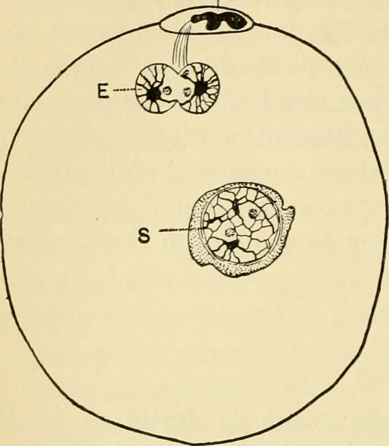An illustration from Handbook of physiology : for students and practitioners of medicine / by Austin Flint ... with two hundred and forty-seven illustrations in the text--including four in colors--and an atlas of sixteen color-plates, including forty-eight original figures taken from actual stained microscopical preparation., 1905, leaf 828