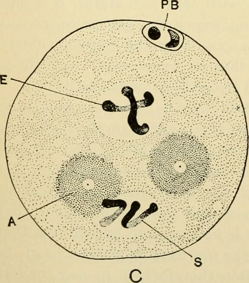 An illustration from Handbook of physiology : for students and practitioners of medicine / by Austin Flint ... with two hundred and forty-seven illustrations in the text--including four in colors--and an atlas of sixteen color-plates, including forty-eight original figures taken from actual stained microscopical preparation., 1905, leaf 828