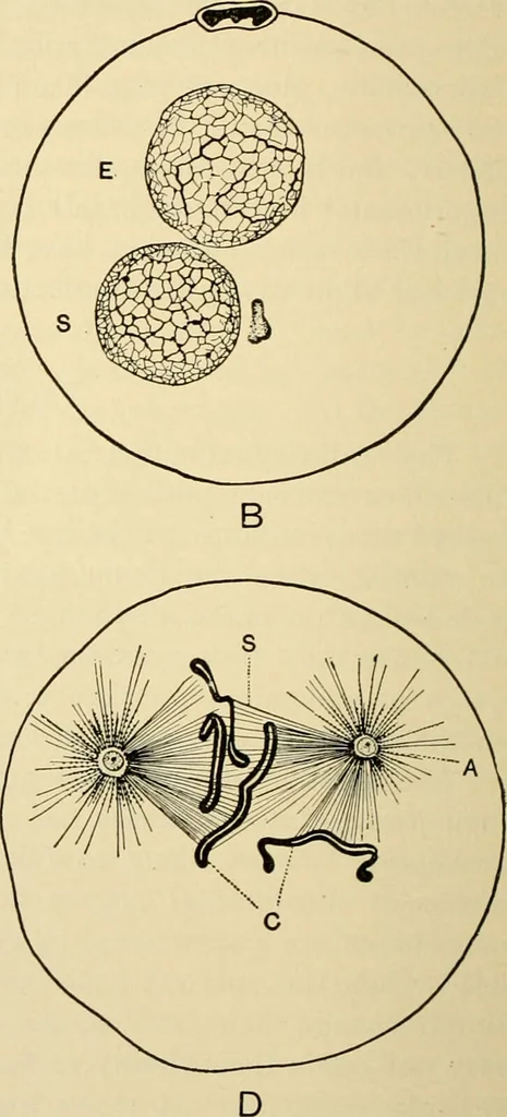 An illustration from Handbook of physiology : for students and practitioners of medicine / by Austin Flint ... with two hundred and forty-seven illustrations in the text--including four in colors--and an atlas of sixteen color-plates, including forty-eight original figures taken from actual stained microscopical preparation., 1905, leaf 828