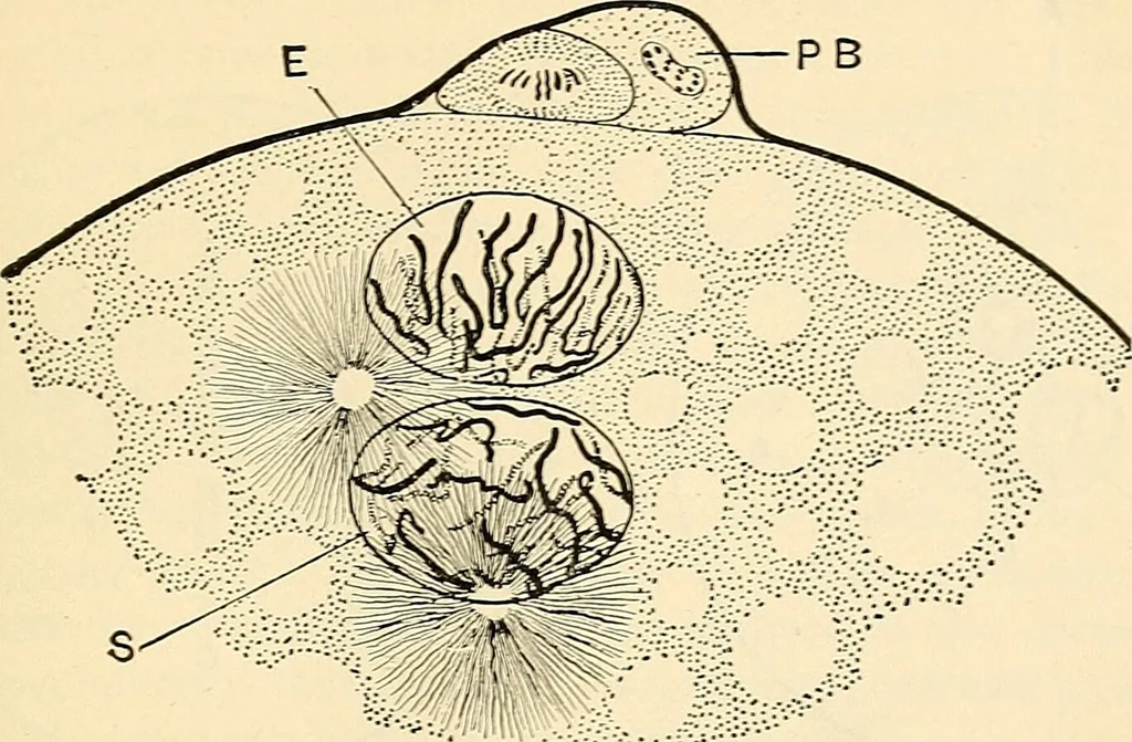 An illustration from Handbook of physiology : for students and practitioners of medicine / by Austin Flint ... with two hundred and forty-seven illustrations in the text--including four in colors--and an atlas of sixteen color-plates, including forty-eight original figures taken from actual stained microscopical preparation., 1905, leaf 829