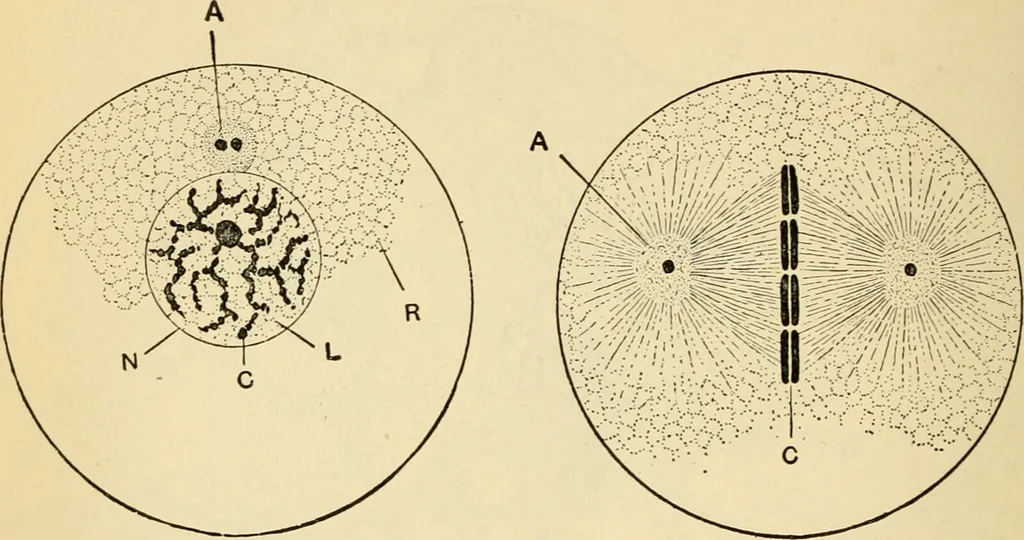 An illustration from Handbook of physiology : for students and practitioners of medicine / by Austin Flint ... with two hundred and forty-seven illustrations in the text--including four in colors--and an atlas of sixteen color-plates, including forty-eight original figures taken from actual stained microscopical preparation., 1905, leaf 830