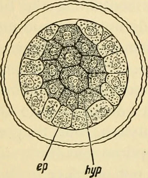 An illustration from Handbook of physiology : for students and practitioners of medicine / by Austin Flint ... with two hundred and forty-seven illustrations in the text--including four in colors--and an atlas of sixteen color-plates, including forty-eight original figures taken from actual stained microscopical preparation., 1905, leaf 834