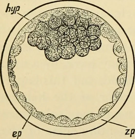 An illustration from Handbook of physiology : for students and practitioners of medicine / by Austin Flint ... with two hundred and forty-seven illustrations in the text--including four in colors--and an atlas of sixteen color-plates, including forty-eight original figures taken from actual stained microscopical preparation., 1905, leaf 834