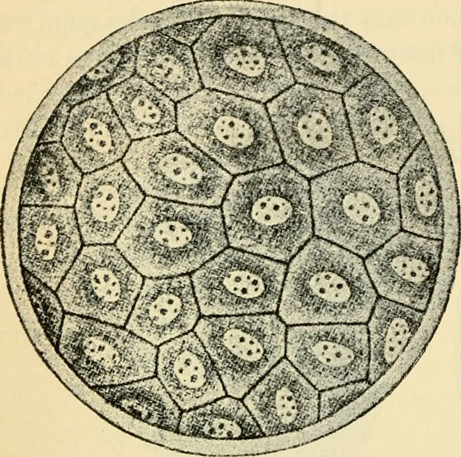 An illustration from Handbook of physiology : for students and practitioners of medicine / by Austin Flint ... with two hundred and forty-seven illustrations in the text--including four in colors--and an atlas of sixteen color-plates, including forty-eight original figures taken from actual stained microscopical preparation., 1905, leaf 836