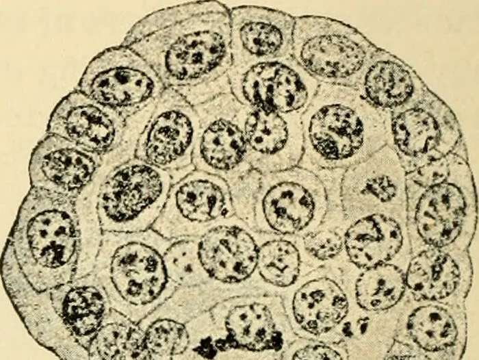 An illustration from Handbook of physiology : for students and practitioners of medicine / by Austin Flint ... with two hundred and forty-seven illustrations in the text--including four in colors--and an atlas of sixteen color-plates, including forty-eight original figures taken from actual stained microscopical preparation., 1905, leaf 836