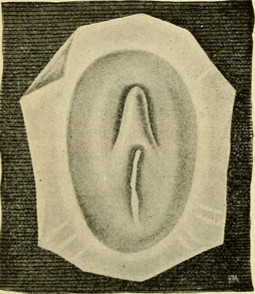 An illustration from Handbook of physiology : for students and practitioners of medicine / by Austin Flint ... with two hundred and forty-seven illustrations in the text--including four in colors--and an atlas of sixteen color-plates, including forty-eight original figures taken from actual stained microscopical preparation., 1905, leaf 838