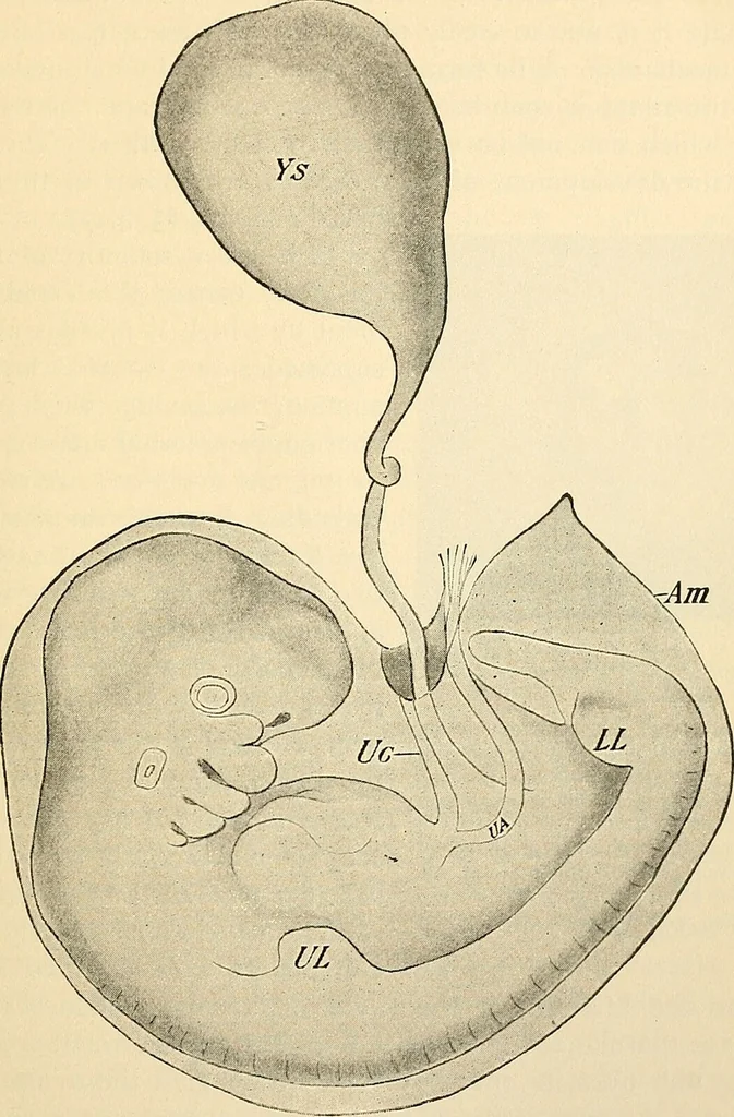 An illustration from Handbook of physiology : for students and practitioners of medicine / by Austin Flint ... with two hundred and forty-seven illustrations in the text--including four in colors--and an atlas of sixteen color-plates, including forty-eight original figures taken from actual stained microscopical preparation., 1905, leaf 845