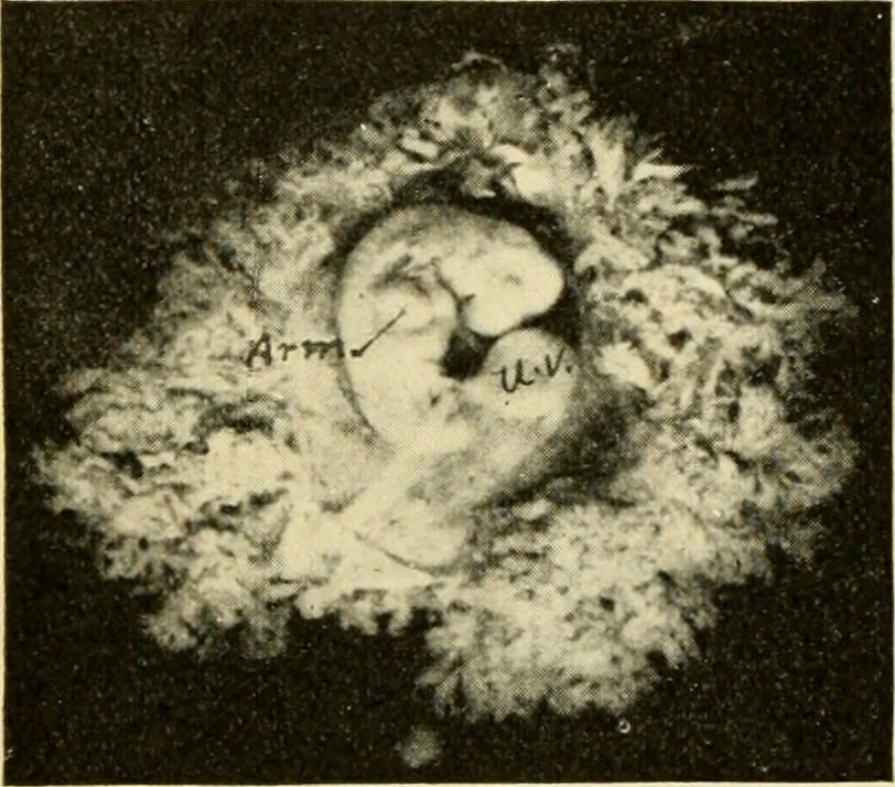 An illustration from Handbook of physiology : for students and practitioners of medicine / by Austin Flint ... with two hundred and forty-seven illustrations in the text--including four in colors--and an atlas of sixteen color-plates, including forty-eight original figures taken from actual stained microscopical preparation., 1905, leaf 846