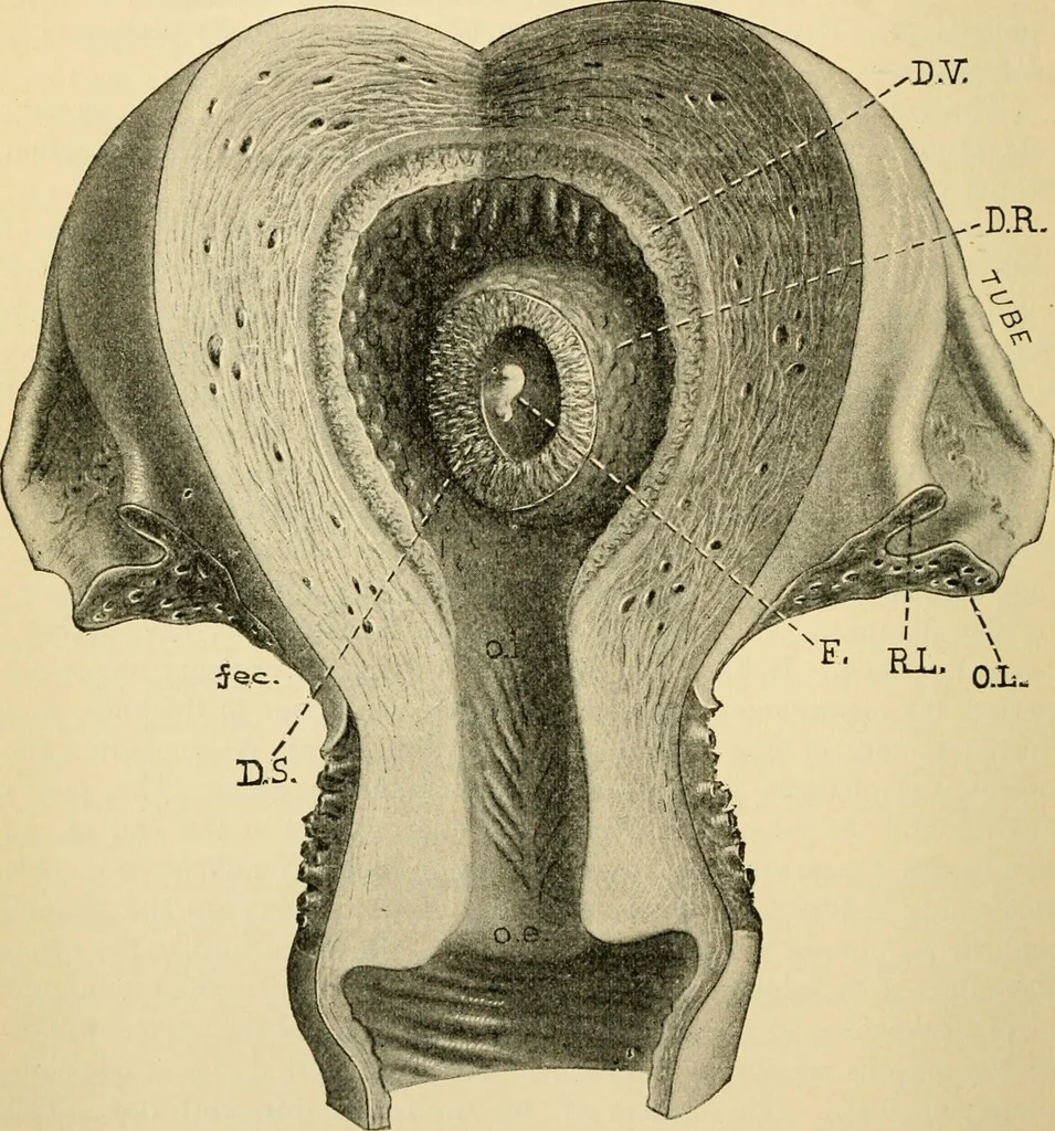 An illustration from Handbook of physiology : for students and practitioners of medicine / by Austin Flint ... with two hundred and forty-seven illustrations in the text--including four in colors--and an atlas of sixteen color-plates, including forty-eight original figures taken from actual stained microscopical preparation., 1905, leaf 850