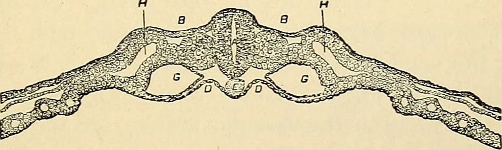An illustration from Handbook of physiology : for students and practitioners of medicine / by Austin Flint ... with two hundred and forty-seven illustrations in the text--including four in colors--and an atlas of sixteen color-plates, including forty-eight original figures taken from actual stained microscopical preparation., 1905, leaf 855