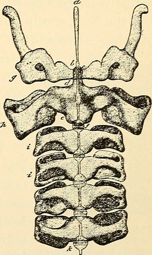 An illustration from Handbook of physiology : for students and practitioners of medicine / by Austin Flint ... with two hundred and forty-seven illustrations in the text--including four in colors--and an atlas of sixteen color-plates, including forty-eight original figures taken from actual stained microscopical preparation., 1905, leaf 857