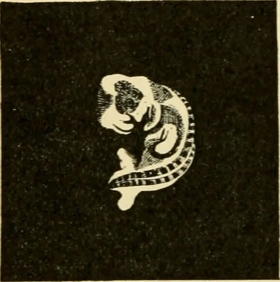 An illustration from Handbook of physiology : for students and practitioners of medicine / by Austin Flint ... with two hundred and forty-seven illustrations in the text--including four in colors--and an atlas of sixteen color-plates, including forty-eight original figures taken from actual stained microscopical preparation., 1905, leaf 858