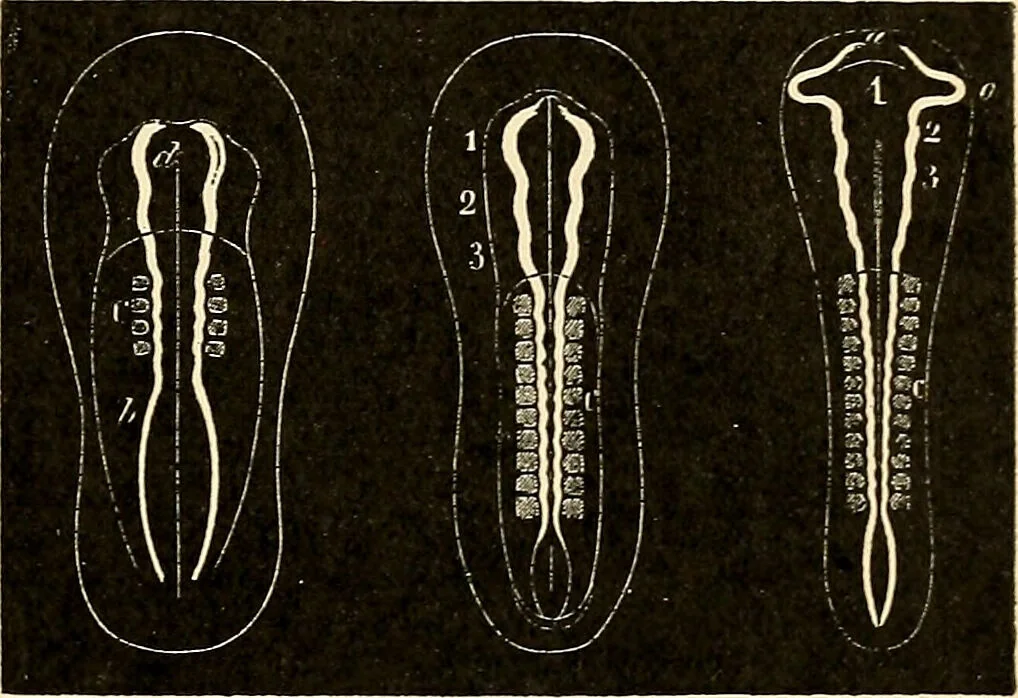 An illustration from Handbook of physiology : for students and practitioners of medicine / by Austin Flint ... with two hundred and forty-seven illustrations in the text--including four in colors--and an atlas of sixteen color-plates, including forty-eight original figures taken from actual stained microscopical preparation., 1905, leaf 861