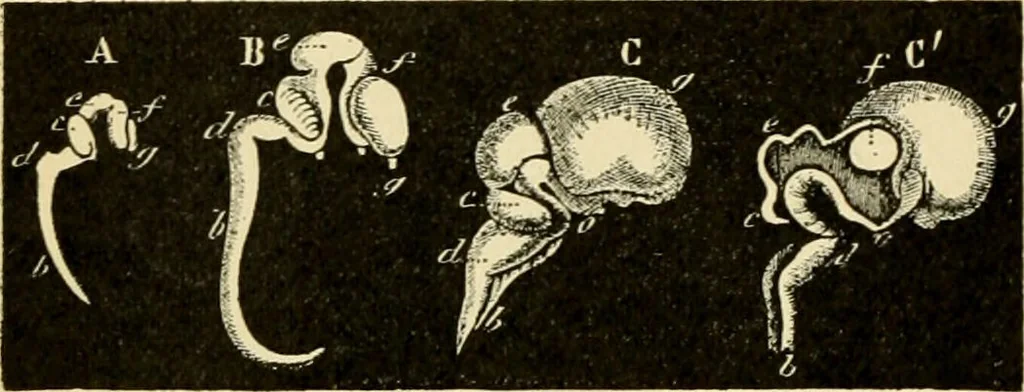 An illustration from Handbook of physiology : for students and practitioners of medicine / by Austin Flint ... with two hundred and forty-seven illustrations in the text--including four in colors--and an atlas of sixteen color-plates, including forty-eight original figures taken from actual stained microscopical preparation., 1905, leaf 862