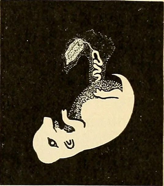 An illustration from Handbook of physiology : for students and practitioners of medicine / by Austin Flint ... with two hundred and forty-seven illustrations in the text--including four in colors--and an atlas of sixteen color-plates, including forty-eight original figures taken from actual stained microscopical preparation., 1905, leaf 865