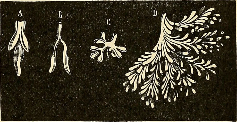 An illustration from Handbook of physiology : for students and practitioners of medicine / by Austin Flint ... with two hundred and forty-seven illustrations in the text--including four in colors--and an atlas of sixteen color-plates, including forty-eight original figures taken from actual stained microscopical preparation., 1905, leaf 867