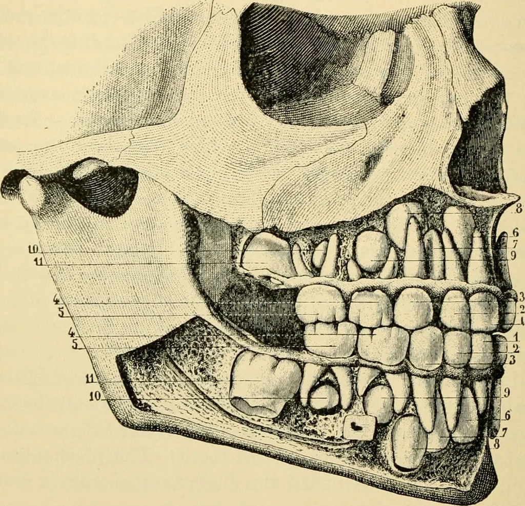 An illustration from Handbook of physiology : for students and practitioners of medicine / by Austin Flint ... with two hundred and forty-seven illustrations in the text--including four in colors--and an atlas of sixteen color-plates, including forty-eight original figures taken from actual stained microscopical preparation., 1905, leaf 872