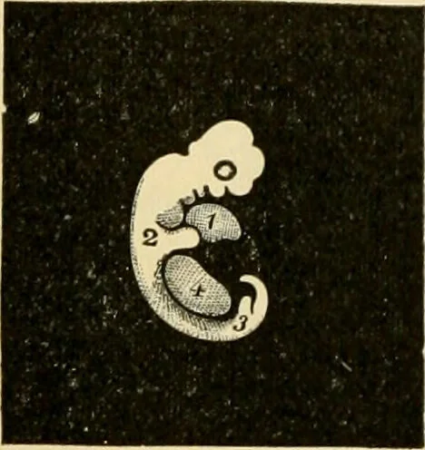 An illustration from Handbook of physiology : for students and practitioners of medicine / by Austin Flint ... with two hundred and forty-seven illustrations in the text--including four in colors--and an atlas of sixteen color-plates, including forty-eight original figures taken from actual stained microscopical preparation., 1905, leaf 874