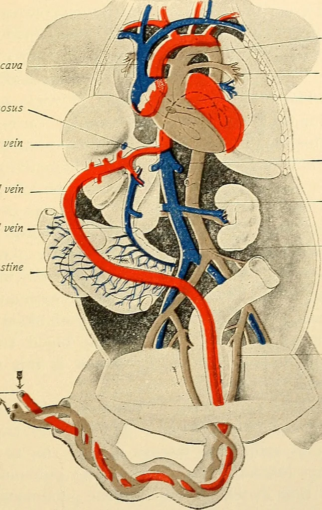 An illustration from Handbook of physiology : for students and practitioners of medicine / by Austin Flint ... with two hundred and forty-seven illustrations in the text--including four in colors--and an atlas of sixteen color-plates, including forty-eight original figures taken from actual stained microscopical preparation., 1905, leaf 885