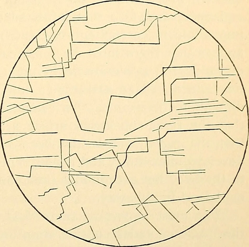 An illustration from Handbook of physiology : for students and practitioners of medicine / by Austin Flint ... with two hundred and forty-seven illustrations in the text--including four in colors--and an atlas of sixteen color-plates, including forty-eight original figures taken from actual stained microscopical preparation., 1905, leaf 893
