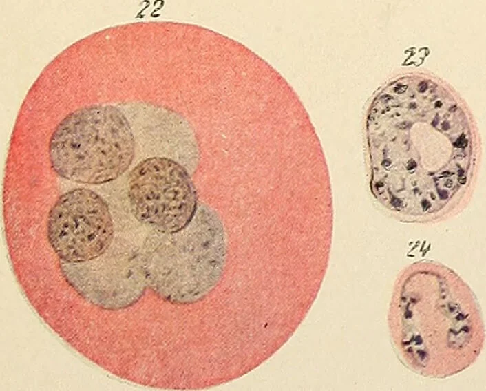 An illustration from Handbook of physiology : for students and practitioners of medicine / by Austin Flint ... with two hundred and forty-seven illustrations in the text--including four in colors--and an atlas of sixteen color-plates, including forty-eight original figures taken from actual stained microscopical preparation., 1905, leaf 909