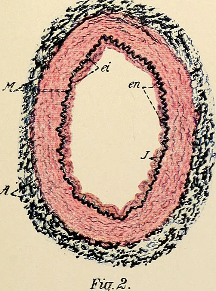 An illustration from Handbook of physiology : for students and practitioners of medicine / by Austin Flint ... with two hundred and forty-seven illustrations in the text--including four in colors--and an atlas of sixteen color-plates, including forty-eight original figures taken from actual stained microscopical preparation., 1905, leaf 917